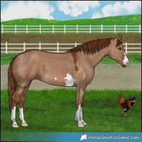 Horse Color:Red Dun 