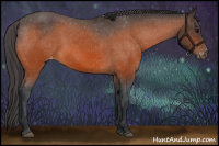 Horse Color:Bay Appaloosa 