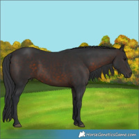 Horse Color:Brown 