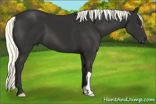 Horse Color:Liver Chestnut Mushroom 