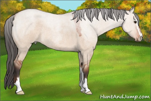 Horse Color:Bay Roan Dun Mushroom Sabino Rabicano 