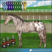 Horse Color:Liver Red Dun Appaloosa Brindle 