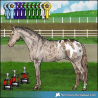 Horse Color:Liver Red Dun Appaloosa Brindle