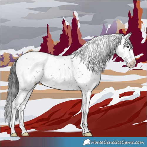 Horse Color:Black Sabino 