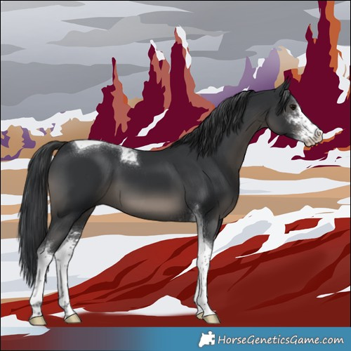 Horse Color:Black Sabino Tobiano 