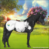Horse Color:Black Appaloosa 