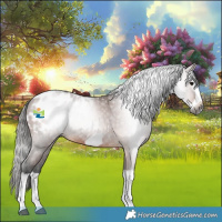 Horse Color:Gray Bay Splash Frame Appaloosa 