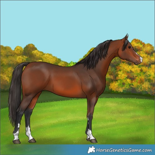 Horse Color:Bay 