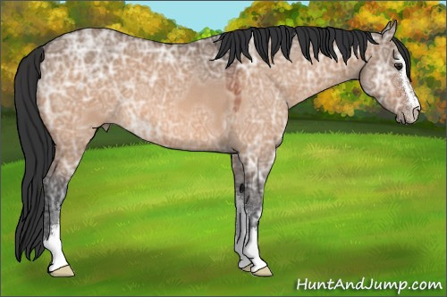 Horse Color:Brown Ice Roan Dun Sabino 