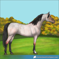 Horse Color:Brown Roan Dun Brindle 