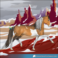 Horse Color:Buckskin Splash Tobiano Rabicano 