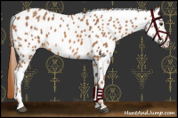 Horse Color:Chestnut Appaloosa