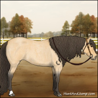 Horse Color:Buckskin Roan 