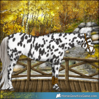 Horse Color:Smoky Black Near Leopard