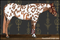 Horse Color:Chestnut Near Leopard 
