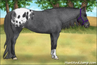 Horse Color:Black Appaloosa 