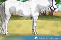 Horse Color:Black Splash Tobiano Varnish Rabicano