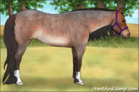 Horse Color:Bay Roan