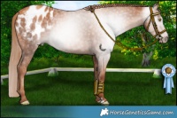 Horse Color:Gray Gold Champagne Appaloosa 