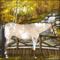 Horse Color:White Spotted Amber Champagne Dun 