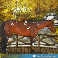 Horse Color:White Spotted Bay 