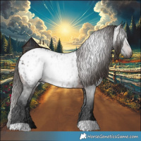 Horse Color:Gray Brown Appaloosa