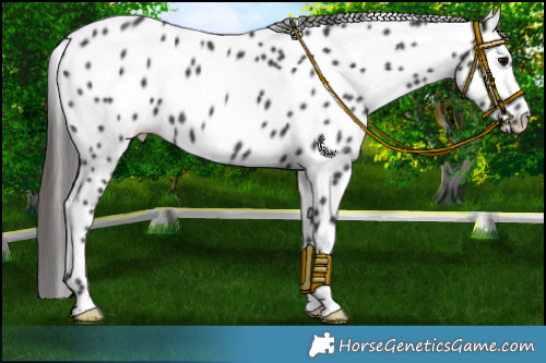 Horse Color:Black Appaloosa 