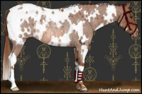 Horse Color:White Spotted Red Roan Appaloosa Rabicano