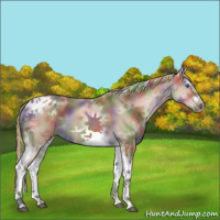 Horse Color:Painted Nacre White Spotted Silver Smoky Grullo Splash Tobiano Frame Rabicano