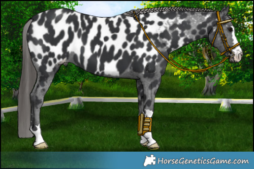 Horse Color:Black Appaloosa 