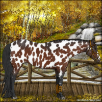 Horse Color:Brown Appaloosa 