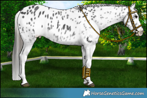 Horse Color:White Spotted Black Appaloosa 