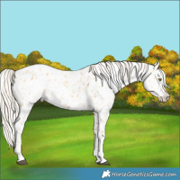Horse Color:Palomino Appaloosa and Gray Palomino Appaloosa