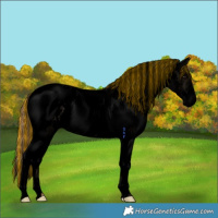 Horse Color:Void Painted White Spotted Blue Roan Pearl Appaloosa Rabicano 