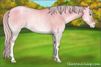 Horse Color:Silver Grullo Roan Pearl Onyx Appaloosa Rabicano 