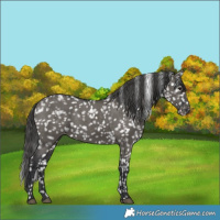 Horse Color:Grullo Snowflake Varnish 