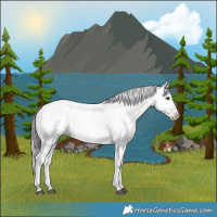 Horse Color:Bay Dun Appaloosa 
