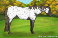 Horse Color:Smoky Blue Roan Appaloosa