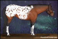 Horse Color:Brown Appaloosa 
