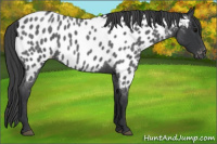 Horse Color:Blue Roan Appaloosa 