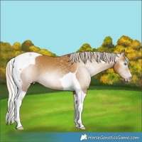 Horse Color:Gray Silver Classic Cream Champagne Tobiano 