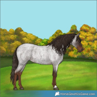Horse Color:Liver Red Roan 