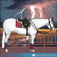 Horse Color:White Spotted Palomino Splash Tobiano Appaloosa