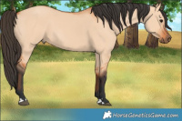 Horse Color:Bay Dun