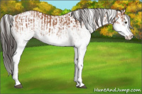Horse Color:White Spotted Bay Splash  and White Spotted Bay Splash 