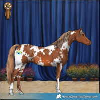 Horse Color:White Spotted Chestnut 