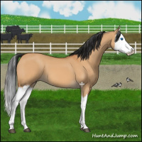 Horse Color:Bay Dun Splash 