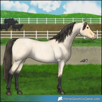 Horse Color:Buckskin Roan Dun 
