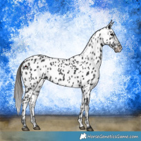 Horse Color:Black Appaloosa 