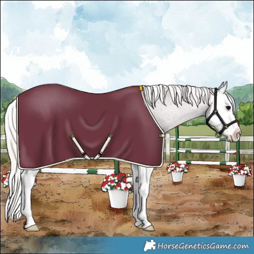 Horse Color:Silver Black Splash Appaloosa 